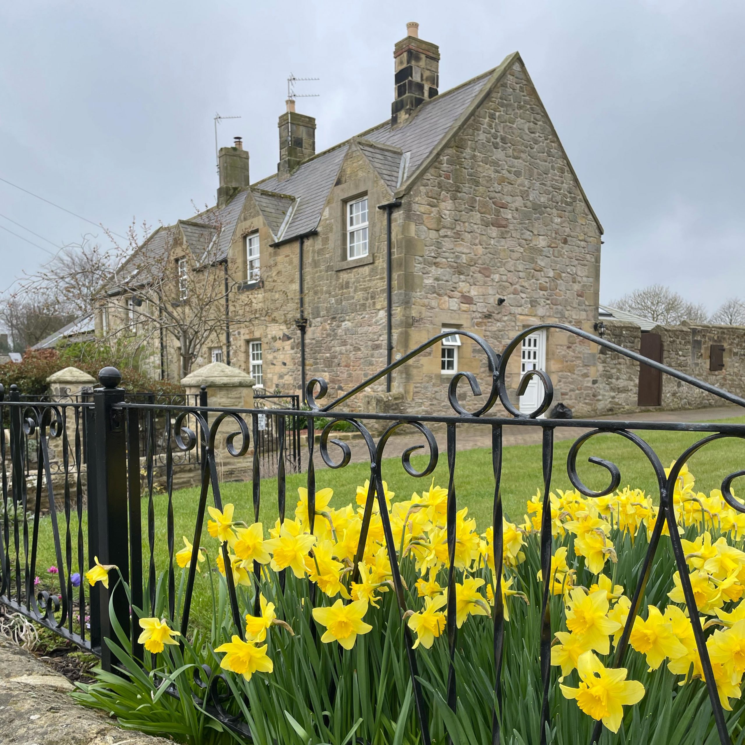 house and daffodils in longhoughton